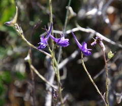 Delphinium longipes