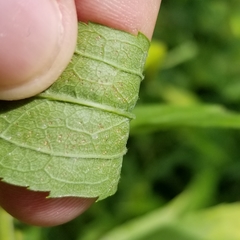 Solidago canadensis canadensis