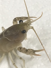 Procambarus zonangulus