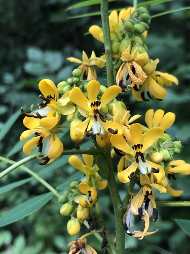 Senna hebecarpa iNat (2)