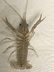 Procambarus zonangulus