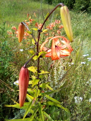 Lilium lancifolium