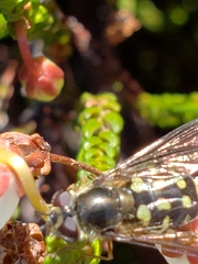 Dasysyrphus intrudens