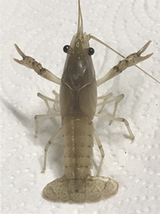 Procambarus zonangulus