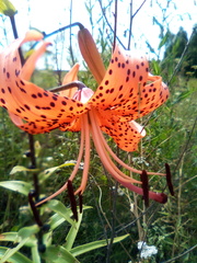 Lilium lancifolium