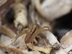 Pardosa distincta