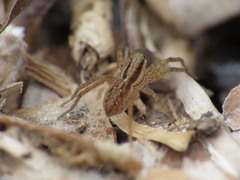 Pardosa distincta