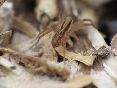 Pardosa distincta