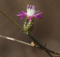 Centaurea napifolia