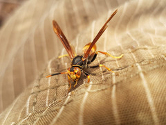 Polistes buyssoni