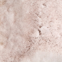 Chlamydomonas nivalis