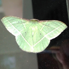 Dichorda illustraria