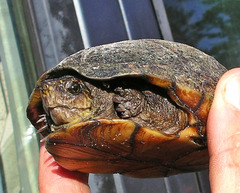 Kinosternon subrubrum