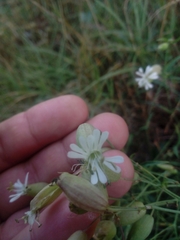 Silene vulgaris