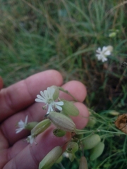 Silene vulgaris