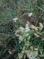 Silene vulgaris