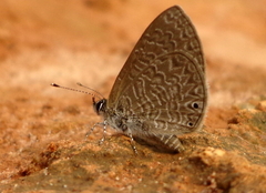 Pseudonacaduba sichela