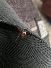 Latrodectus hesperus