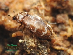 Trogoderma sternale aspericolle