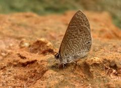 Pseudonacaduba sichela