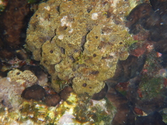 Irciniidae