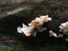 Ductifera pululahuana