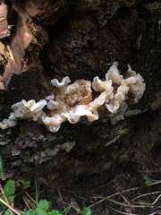 Ductifera pululahuana