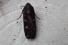 Actebia fennica
