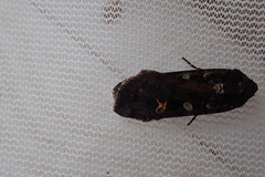 Actebia fennica