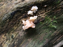 Ductifera pululahuana