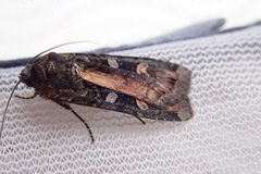 Actebia fennica