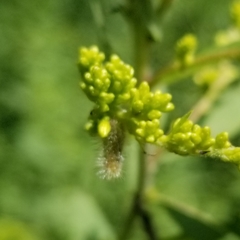 Rhopalomyia anthophila
