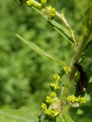 Rhopalomyia anthophila