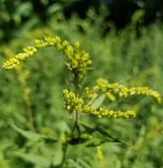 Rhopalomyia anthophila