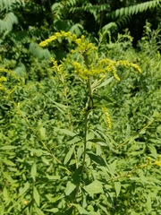 Rhopalomyia anthophila