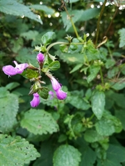 Lamium maculatum
