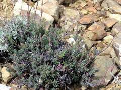 Hermannia filifolia