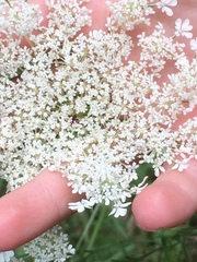 Daucus carota