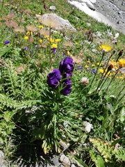 Aconitum tauricum