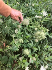 Daucus carota