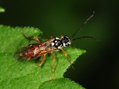 Aglaostigma semiluteum