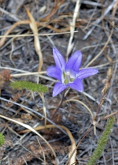 Brodiaea elegans elegans