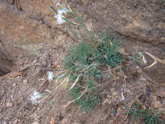 Dianthus acicularis
