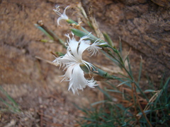 Dianthus acicularis