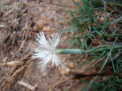 Dianthus acicularis