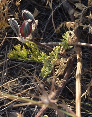 Lomatium dasycarpum dasycarpum