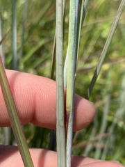 Andropogon virginicus
