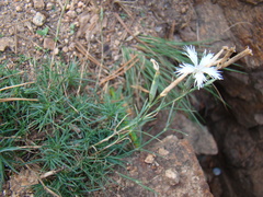 Dianthus acicularis