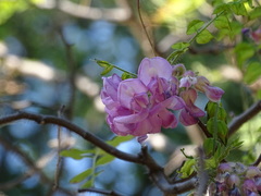 Robinia hispida rosea
