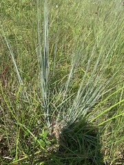 Andropogon virginicus